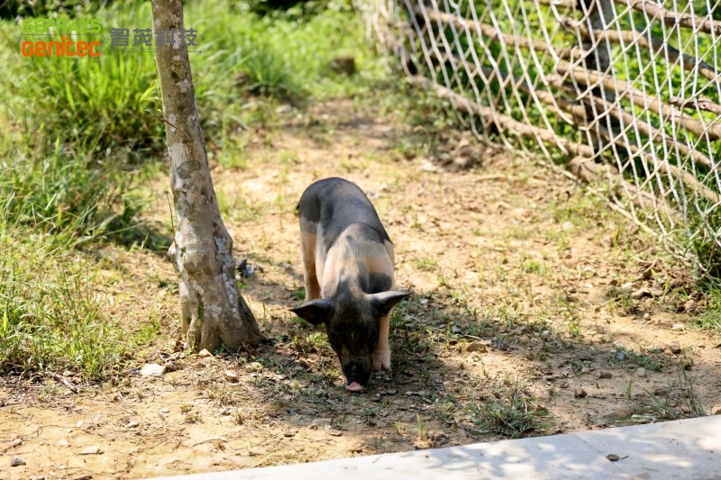 Seprays 2025 "Secret Forest" team-building day