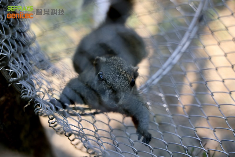 Seprays 2025 "Secret Forest" team-building day